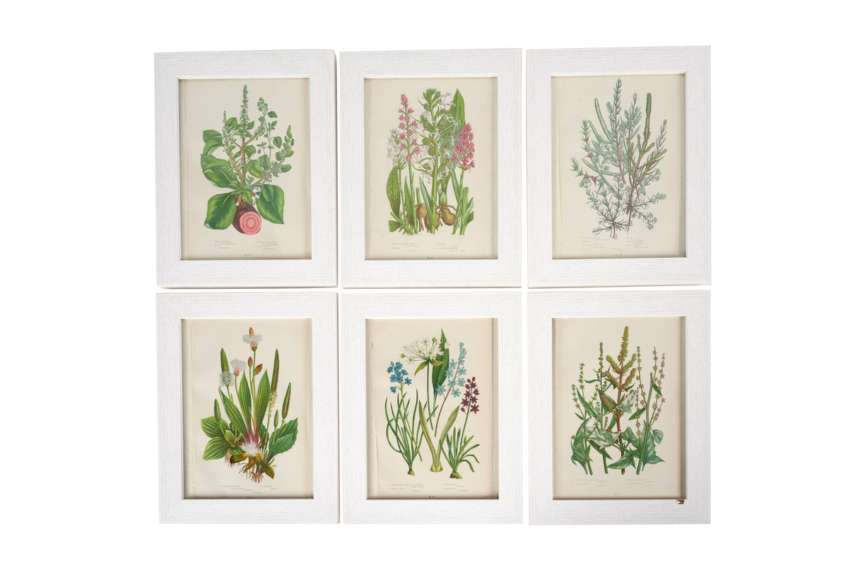 Anne Pratt (1806-1893) Set of 6 Botanical Prints I
