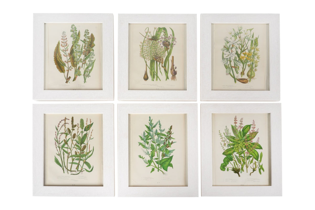 Anne Pratt (1806-1893) Set of 6 Botanical Prints III