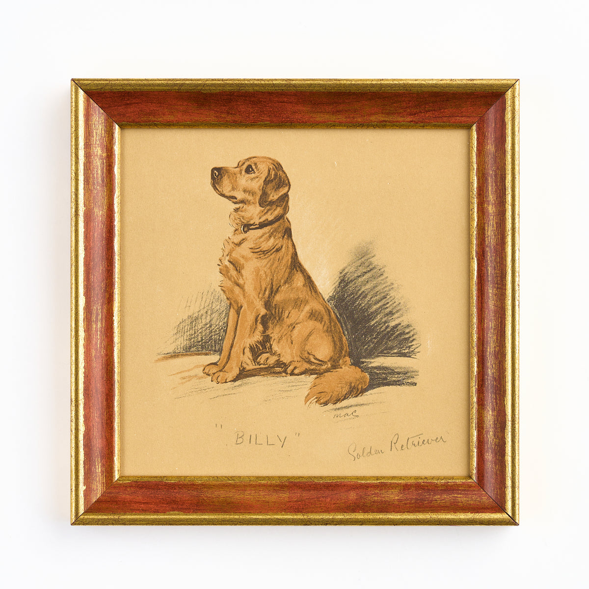 Lucy Dawson - 'Billy' - Golden Retriever print