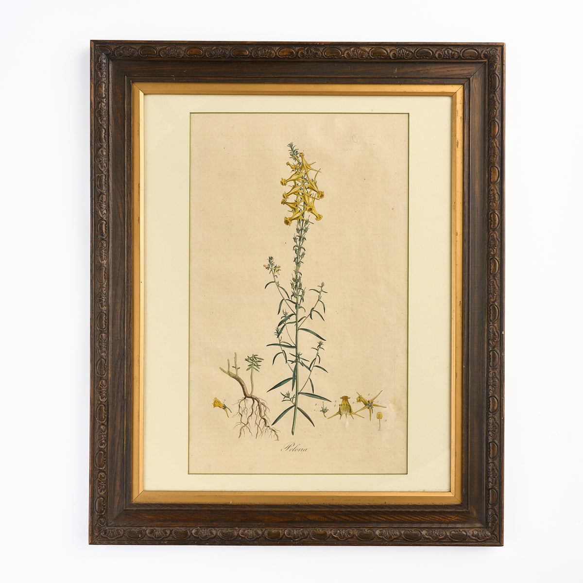 A late 18th century Botanical Print II