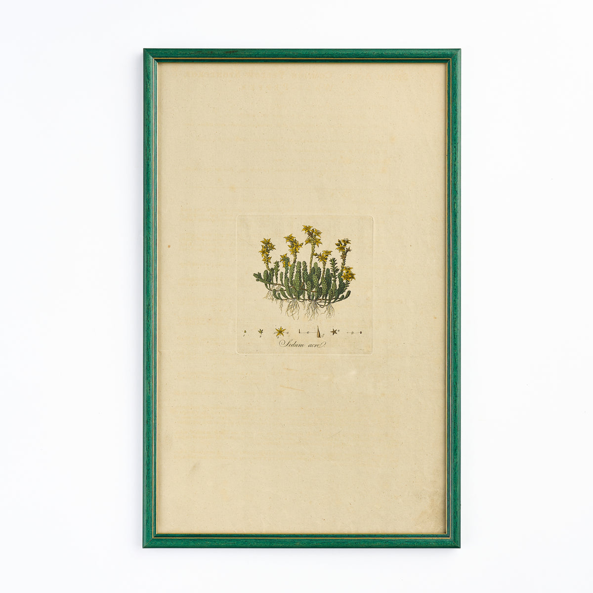 A late 18th century Botanical Print VI