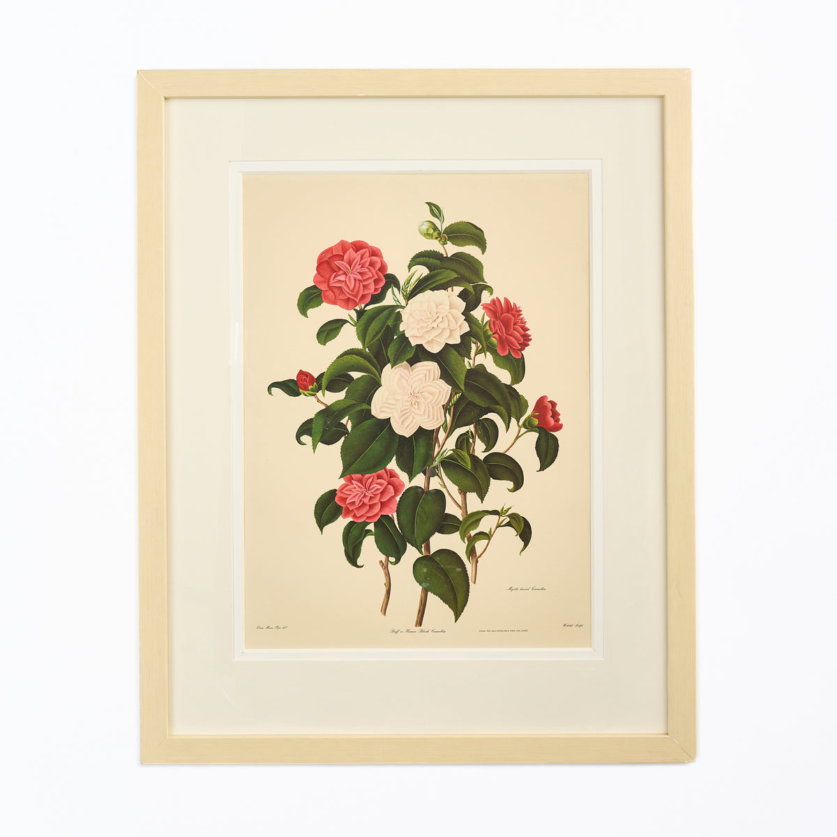 A single Decorative Camellia Print after Clara Maria Pope (c1767-1838) (Copy) (Copy)