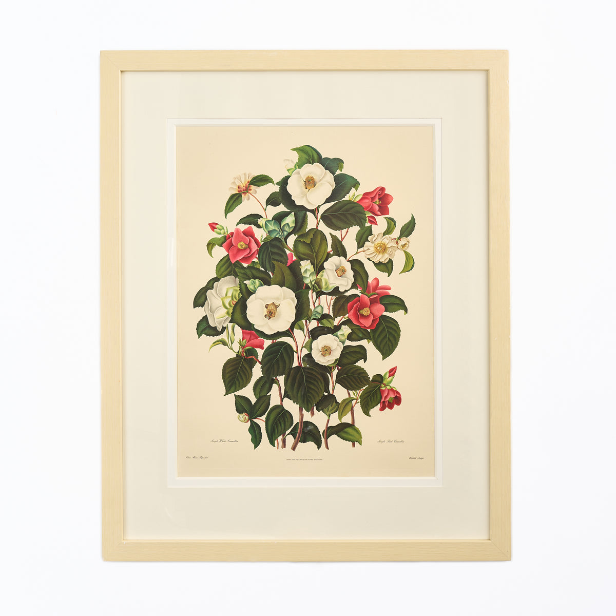 Large Botanical Print - Camellias IV