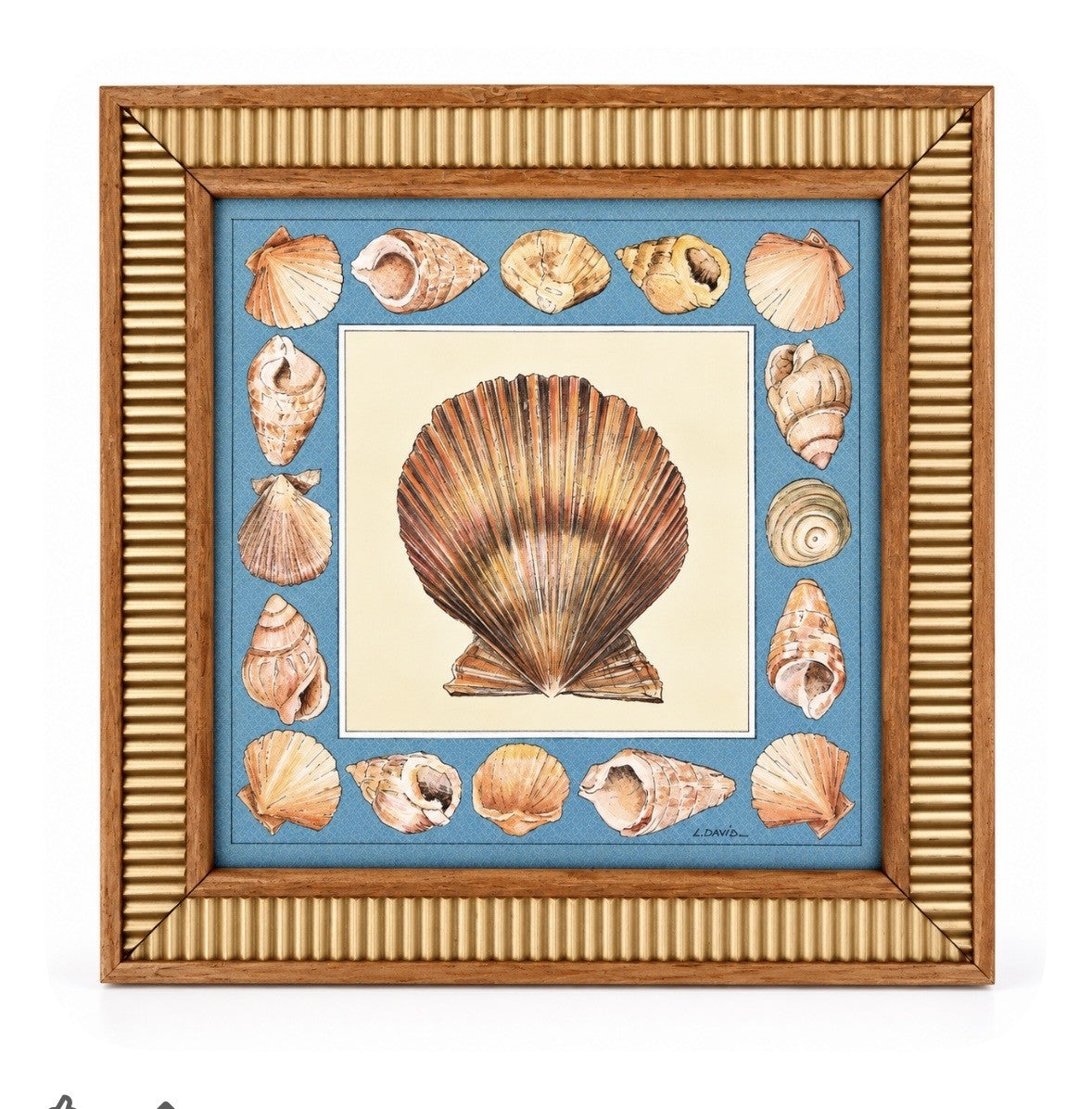 Decorative Shells I - L David
