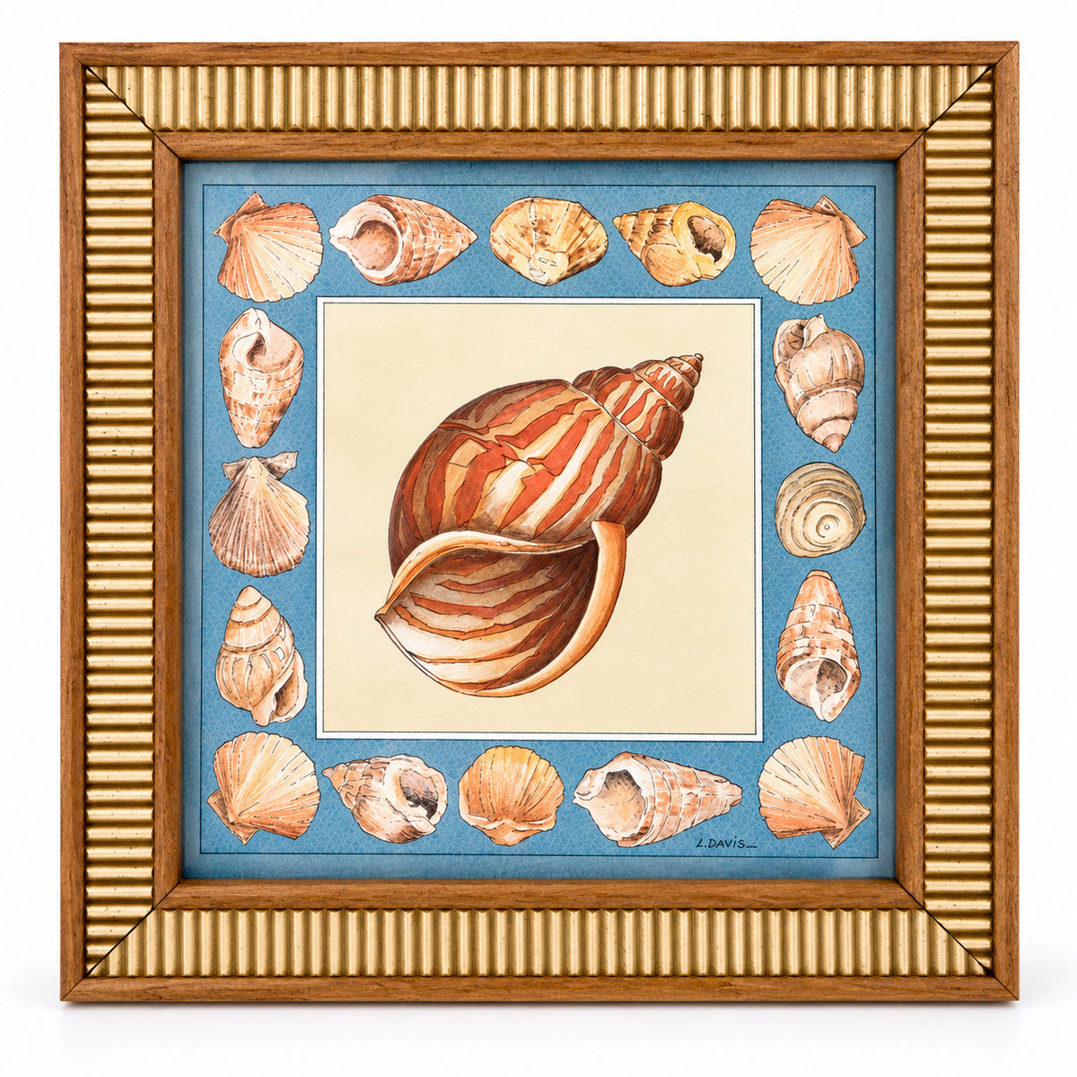 Decorative Shells II - L David