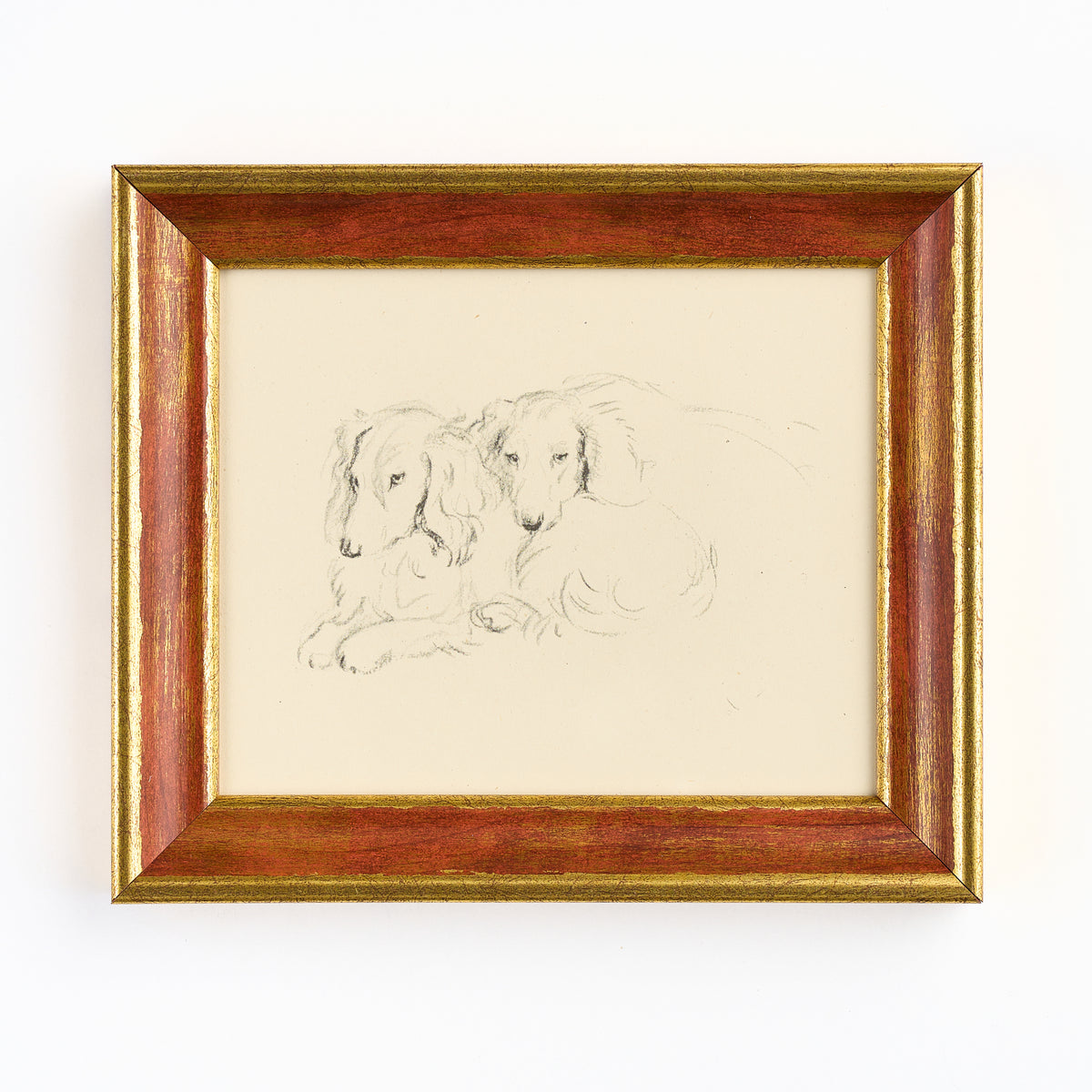 Lucy Dawson - Portrait of two long haired dachshunds