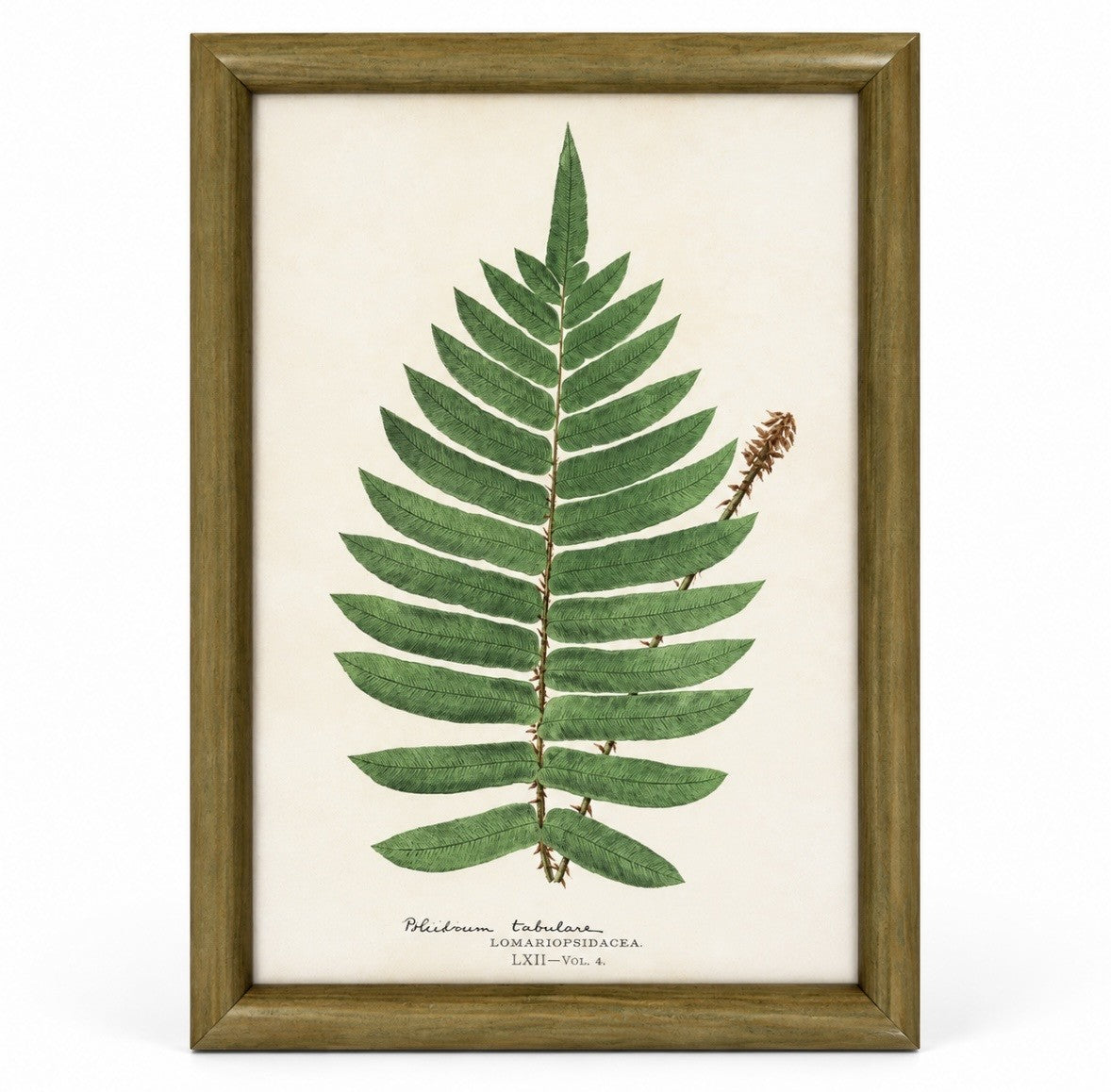 Set of 6 Decorative Fern prints