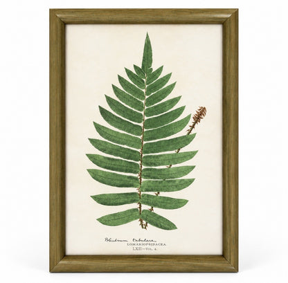 Set of 6 Decorative Fern prints