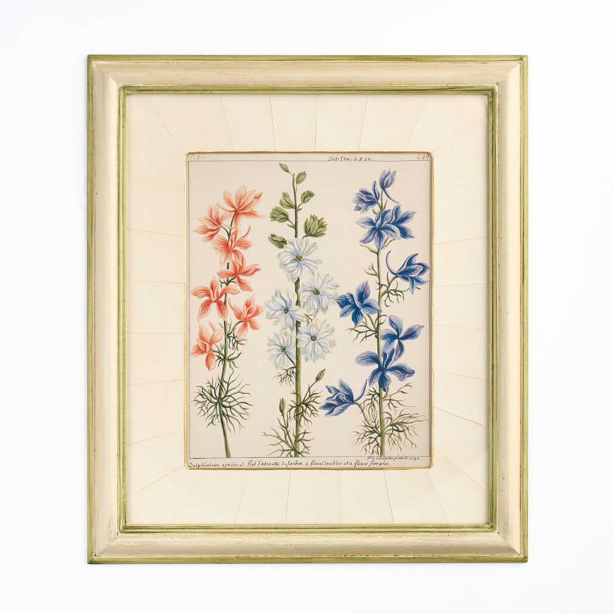 ' Delphiniums' - A Decorative Botanical print II