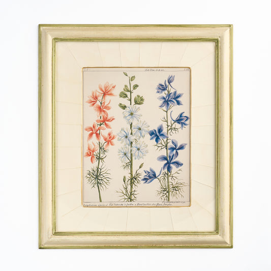 ' Delphiniums' - A Decorative Botanical print II