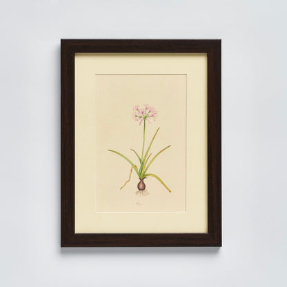 English Garden Prints - Original Hand Painted Flowers (set of 4)