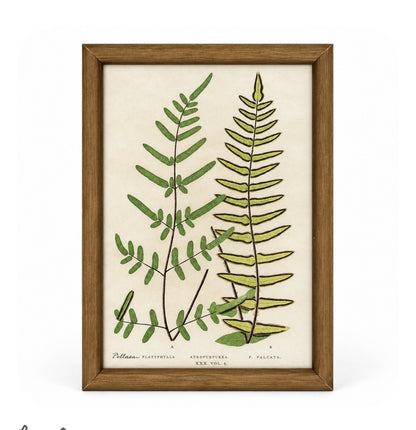 Set of 6 Decorative Fern prints