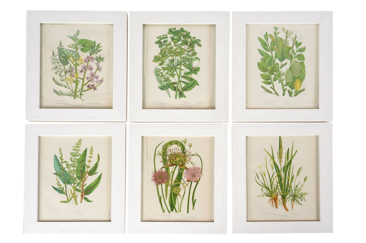 Anne Pratt (1806-1893)  Set of 6 Botanical Prints II