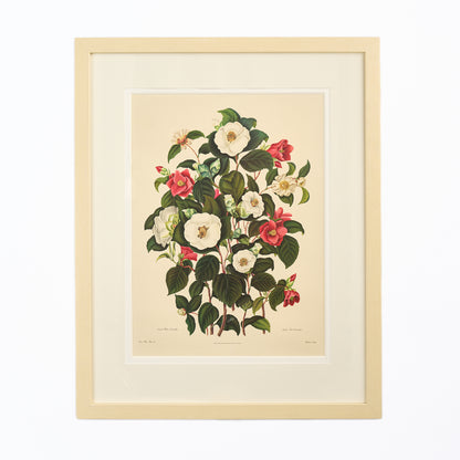 Large Botanical Print - Camellias III
