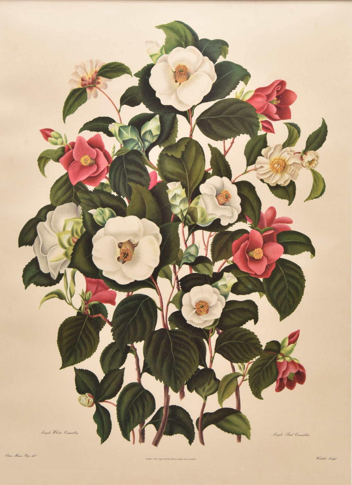 Large Botanical Print - Camellias III