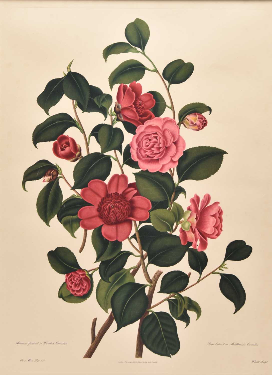 Large Botanical Print - Camellias II
