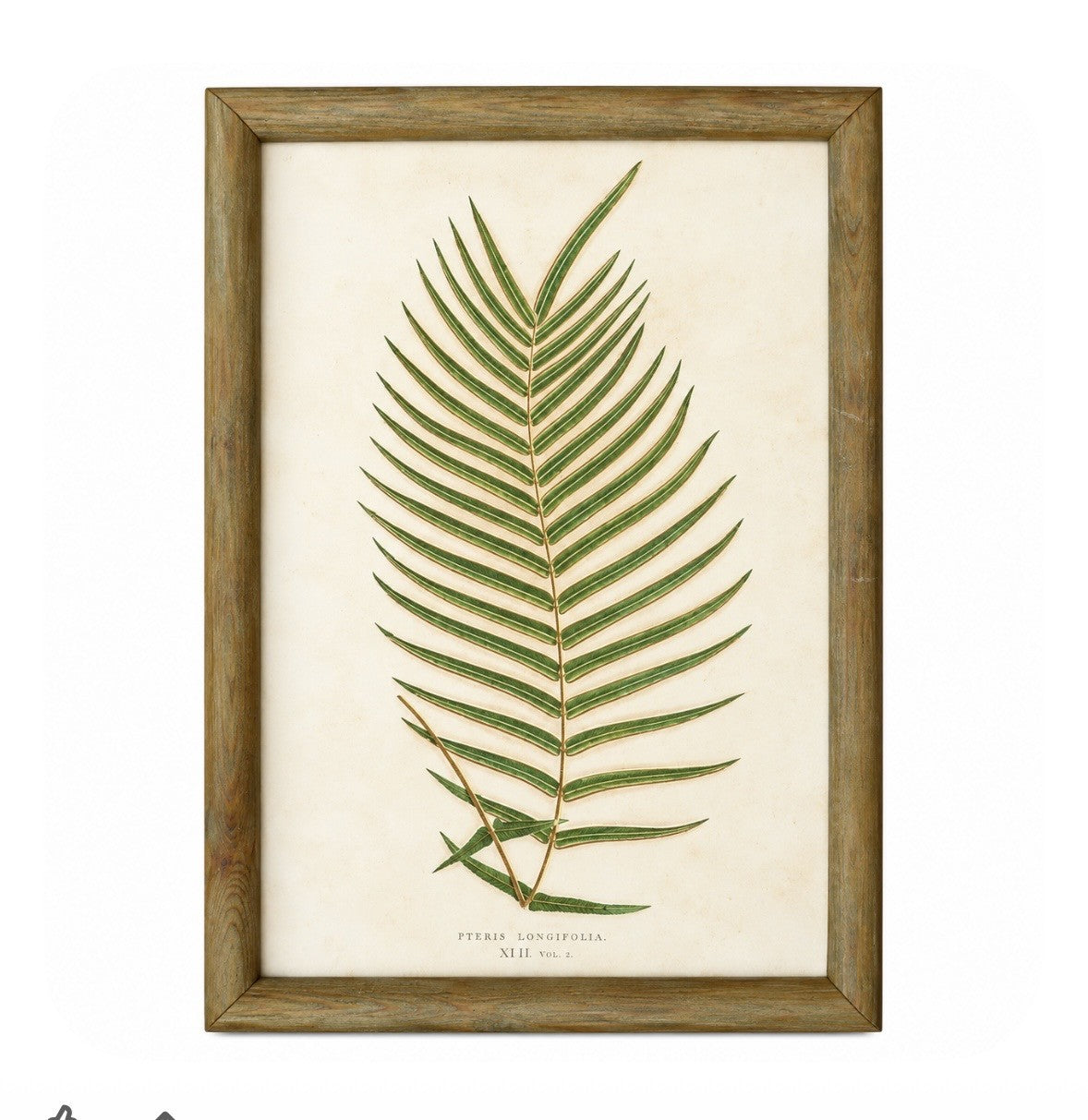Set of 6 Decorative Fern prints