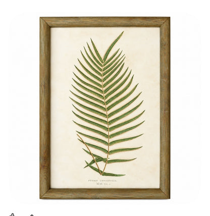Set of 6 Decorative Fern prints