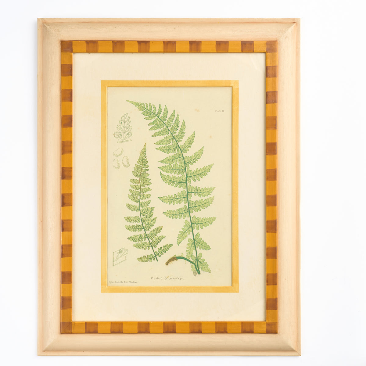 Fern II