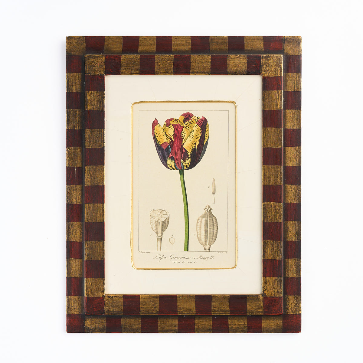 Botanical Print - 'Yellow and Red Tulip'