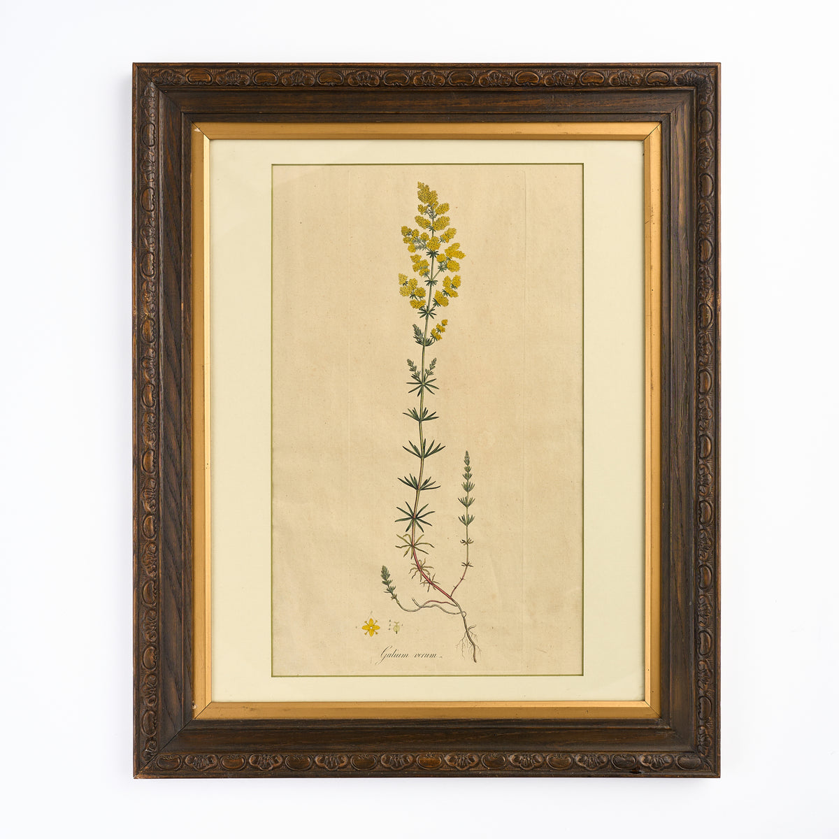 A late 18th century Botanical Print I