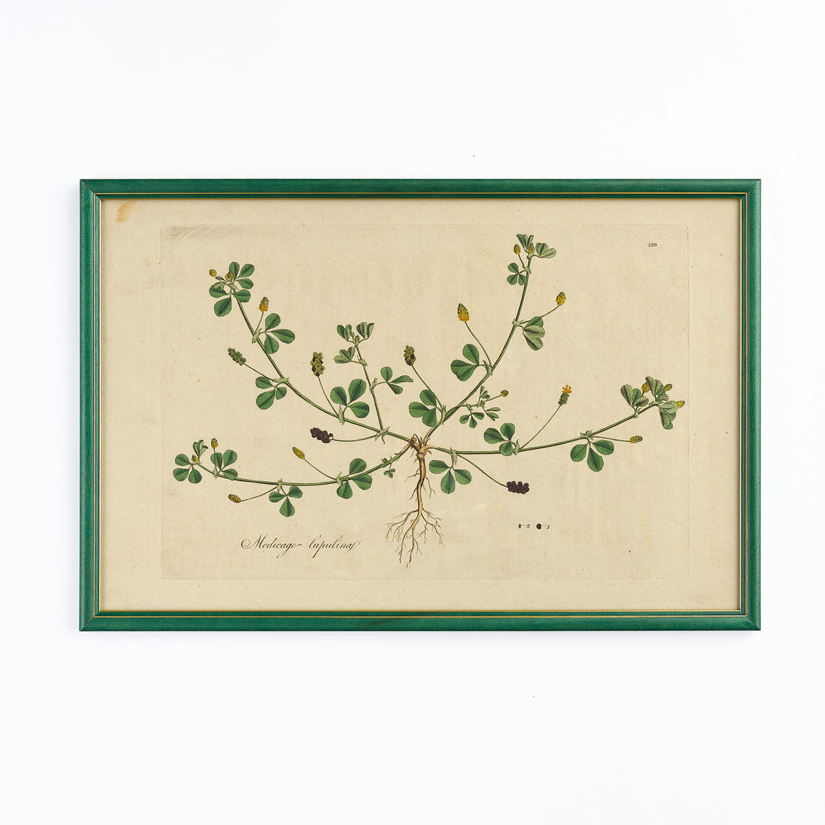 A late 18th century Botanical Print XI