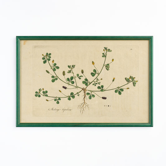 A late 18th century Botanical Print XI