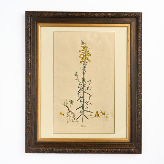 A late 18th century Botanical Print II