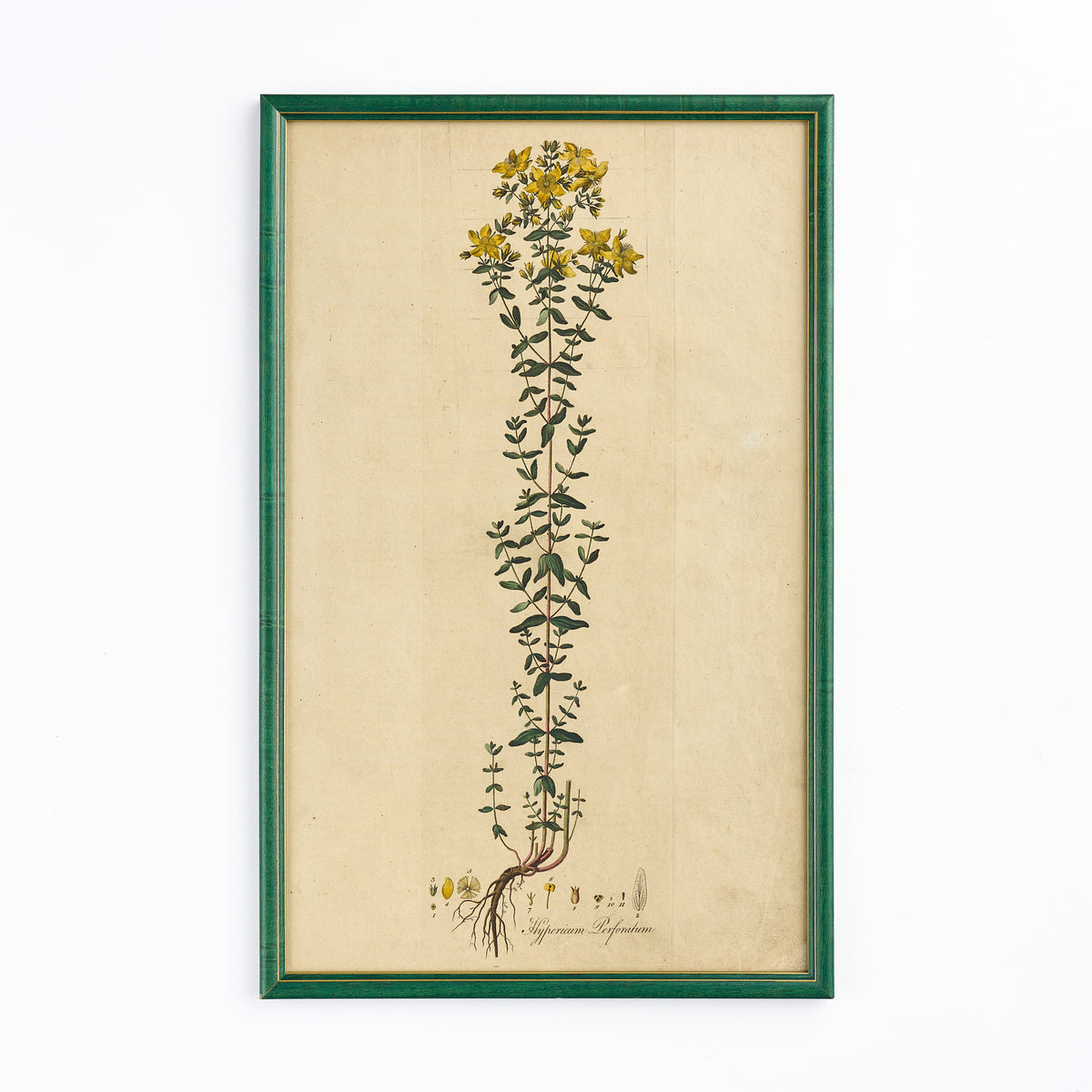 A late 18th century Botanical Print III