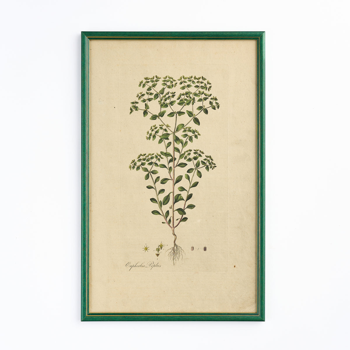 A late 18th century Botanical Print IV