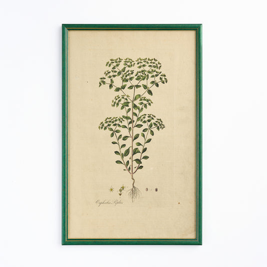 A late 18th century Botanical Print IV