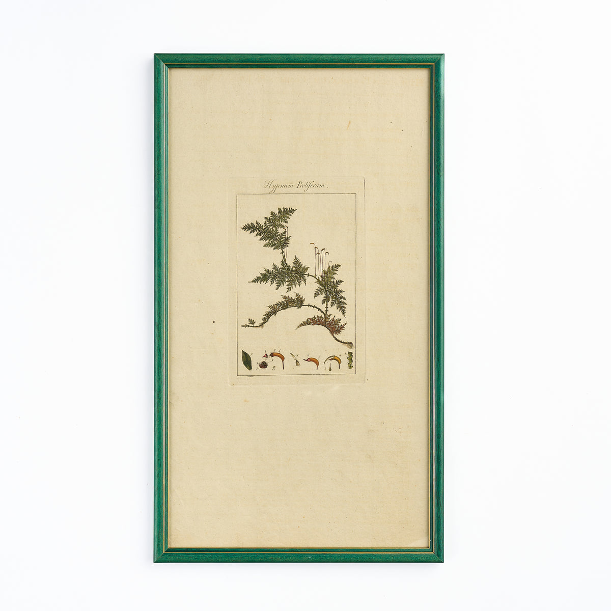 A late 18th century Botanical Print V