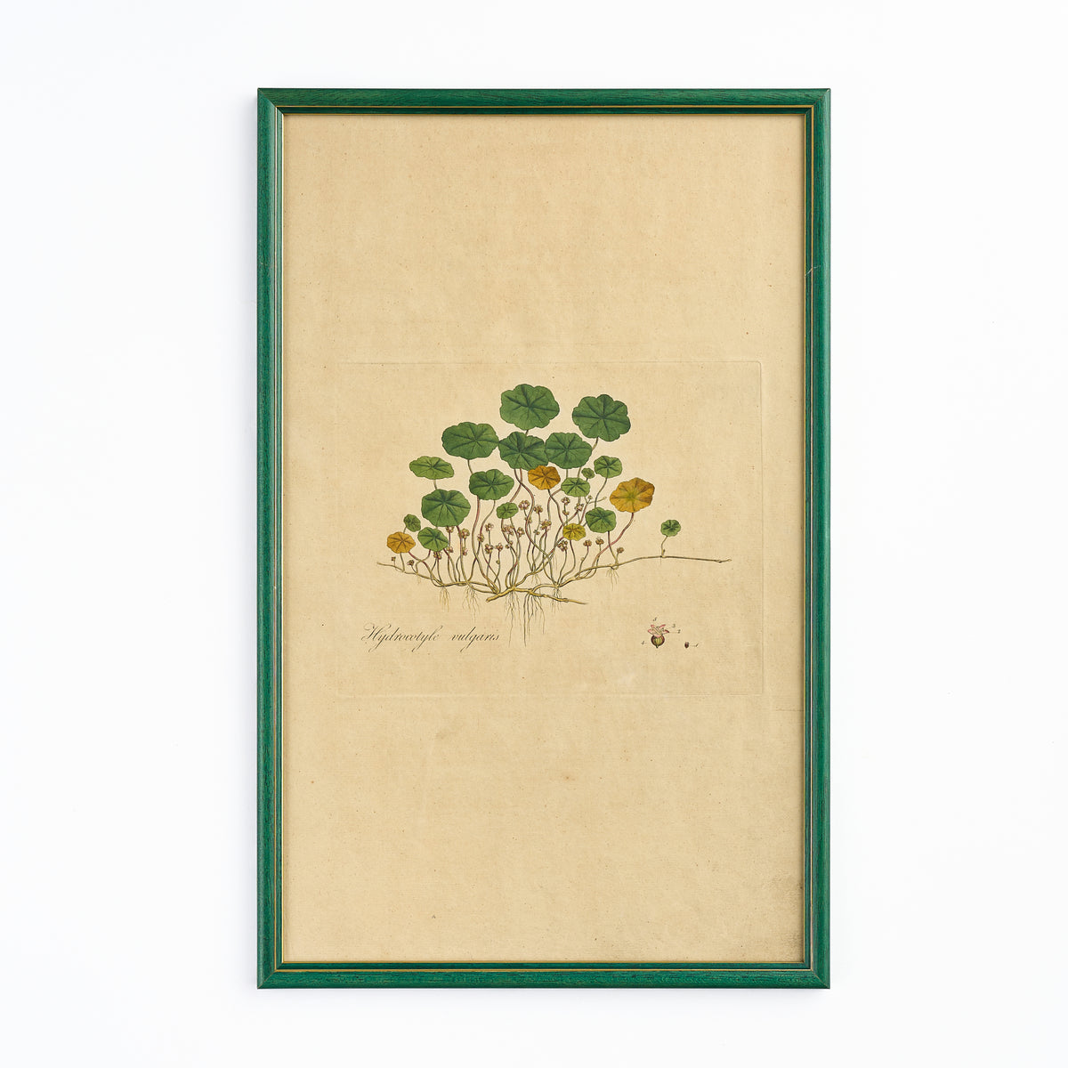 A late 18th century Botanical Print VII