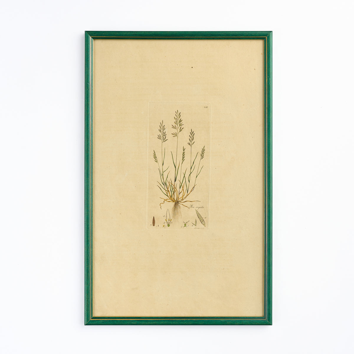 A late 18th century Botanical Print VIII