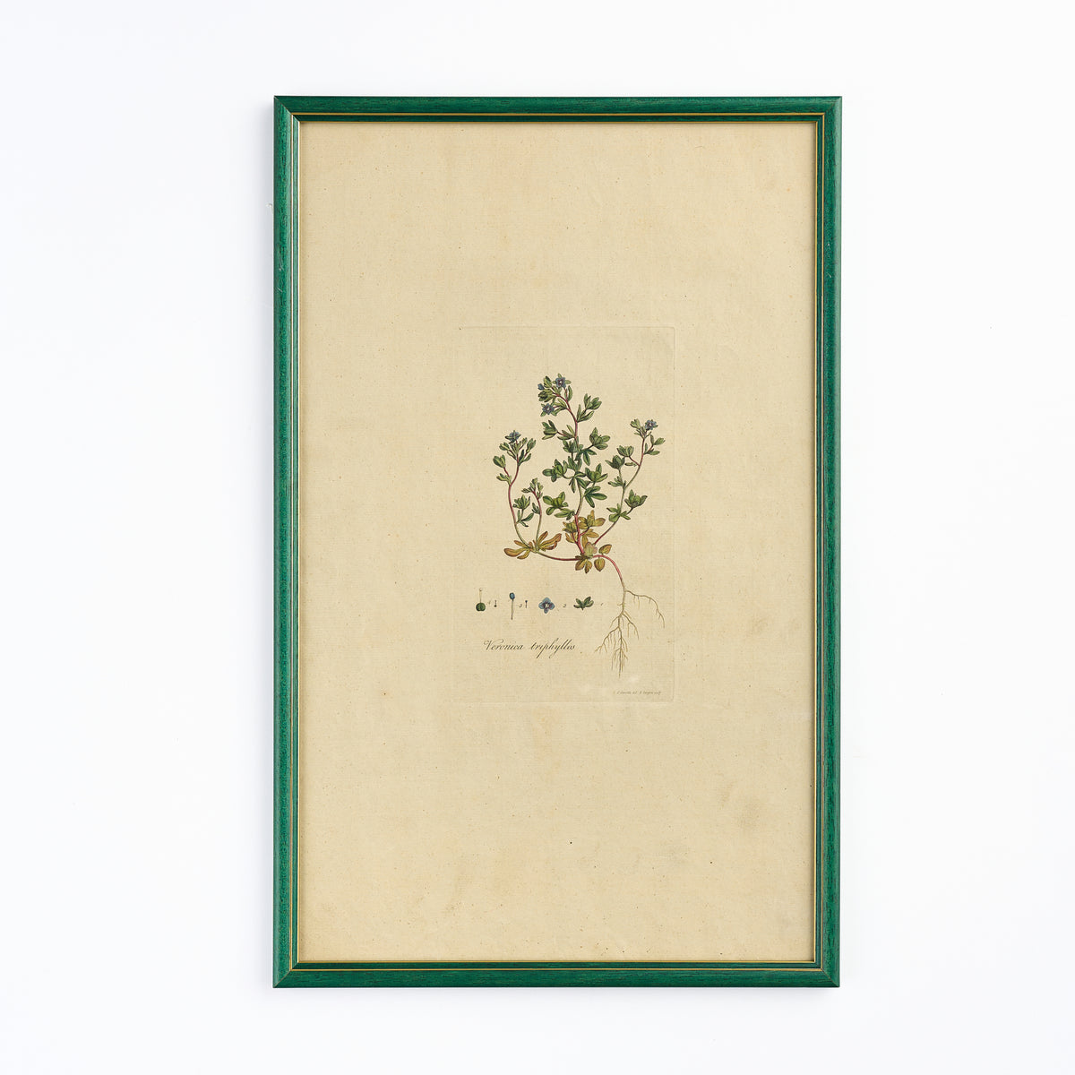 A late 18th century Botanical Print IX