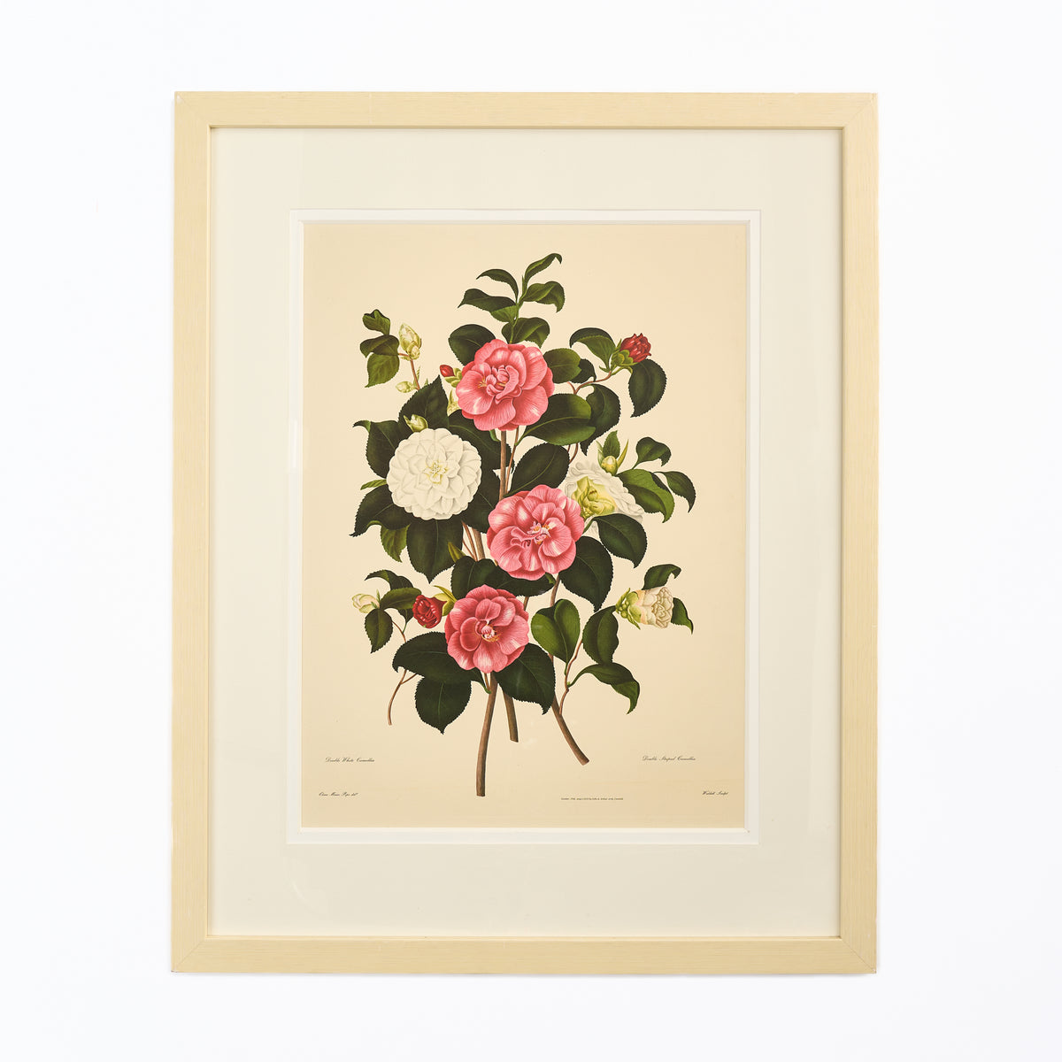 Large Botanical Print - Camellias I