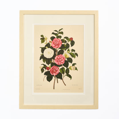 Large Botanical Print - Camellias I