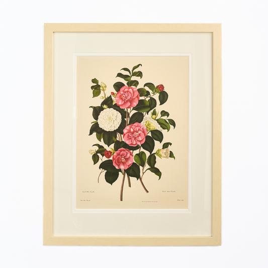 Large Botanical Print - Camellias I