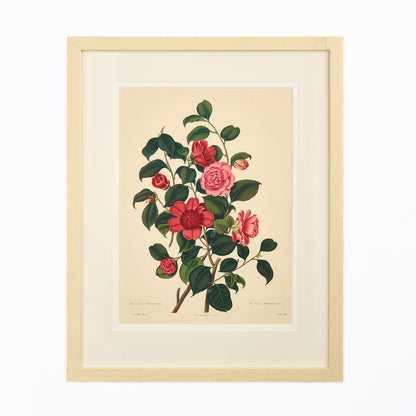 Large Botanical Print - Camellias II