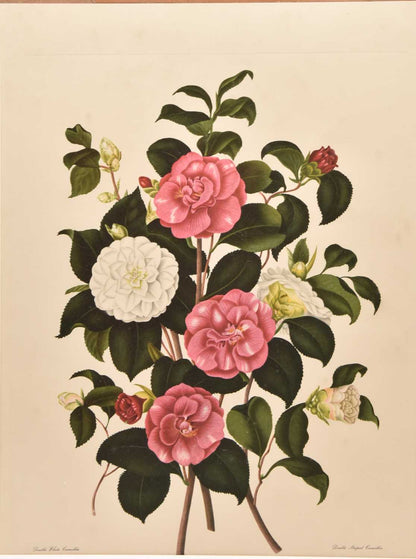 Large Botanical Print - Camellias I