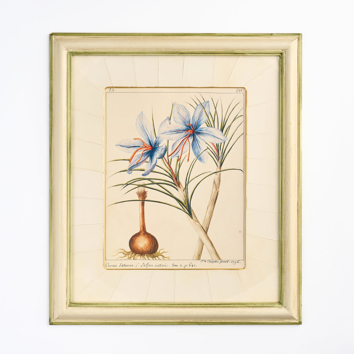 'Crocus' - A Decorative Botanical print I