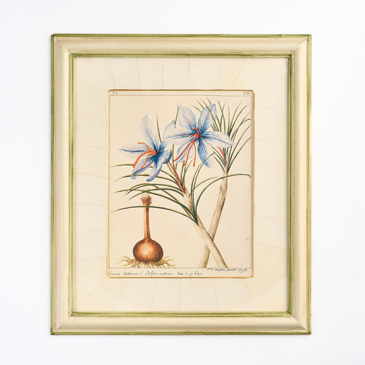 'Crocus' - A Decorative Botanical print I