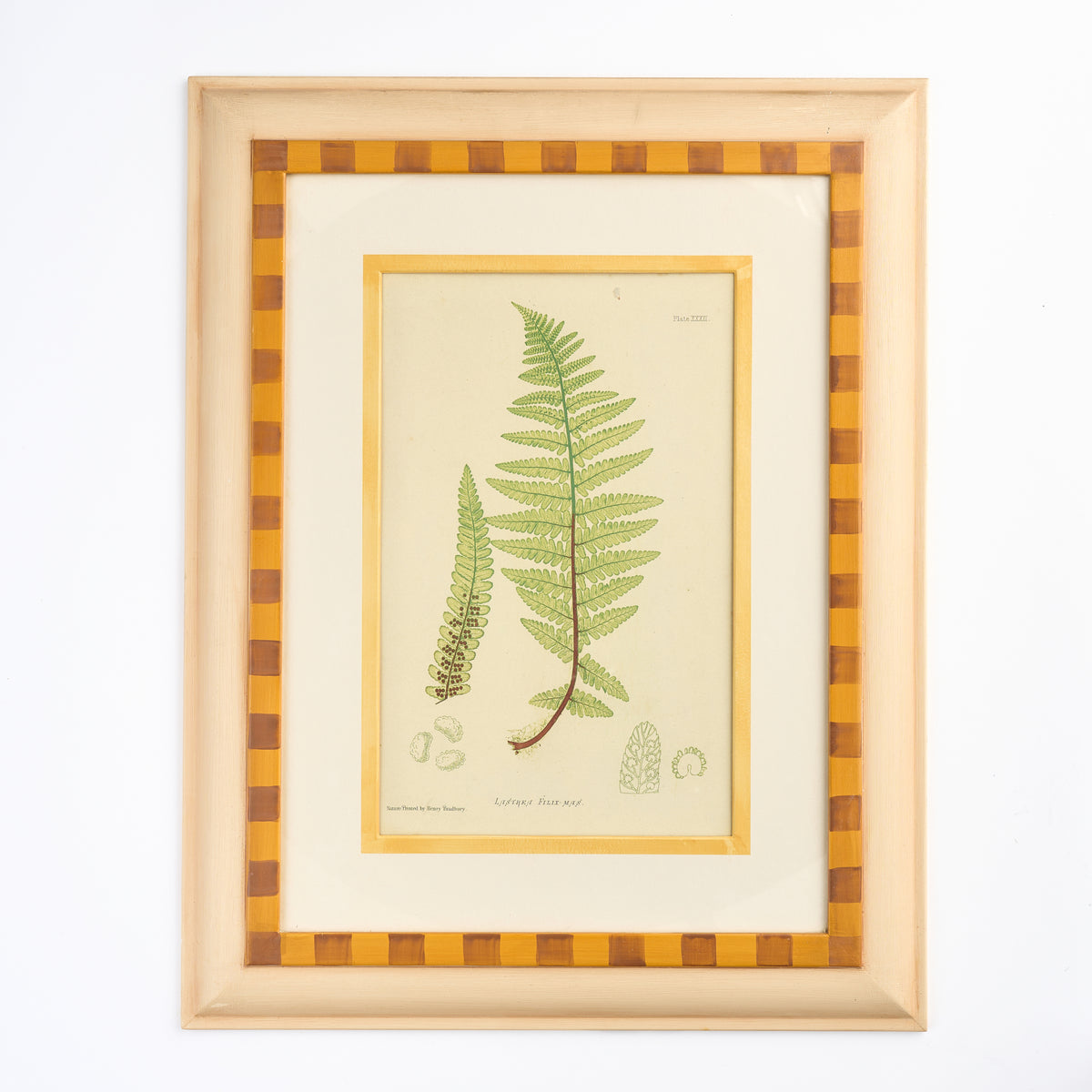 Fern I