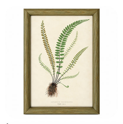 Set of 6 Decorative Fern prints