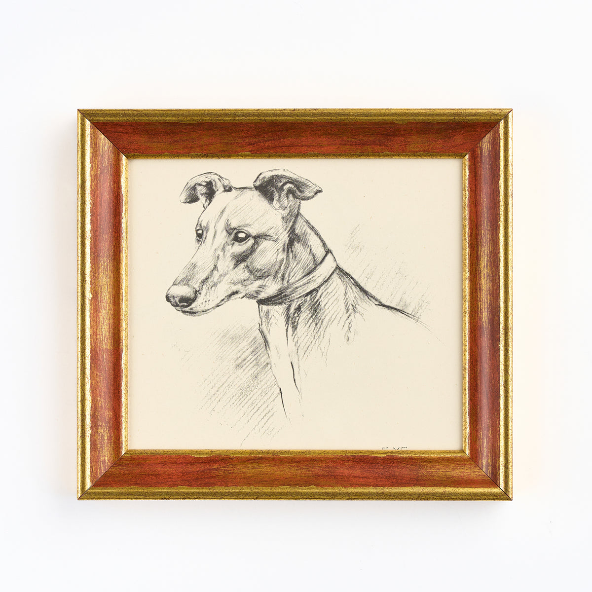 Lucy Dawson - Portrait of a Greyhound