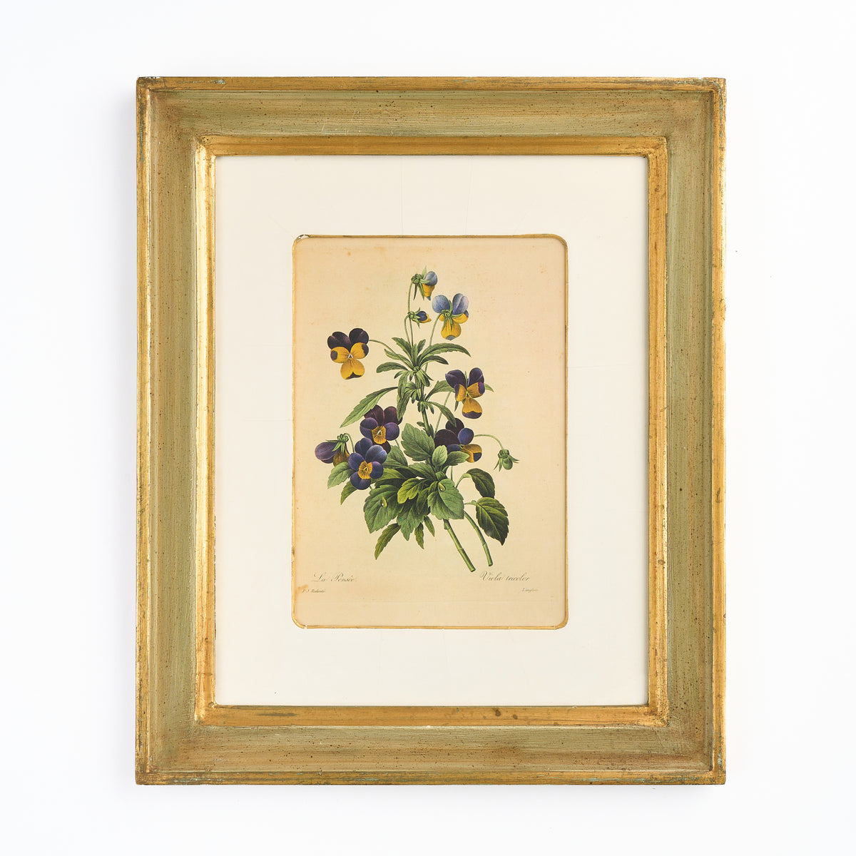 A Nineteenth Century Botanical Print of Pansies