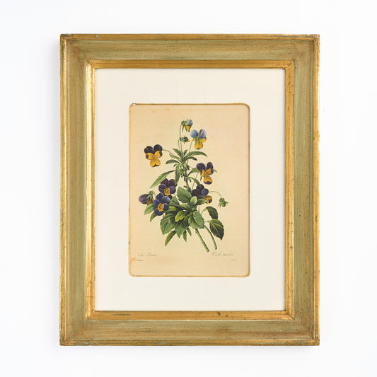 A Nineteenth Century Botanical Print of Pansies