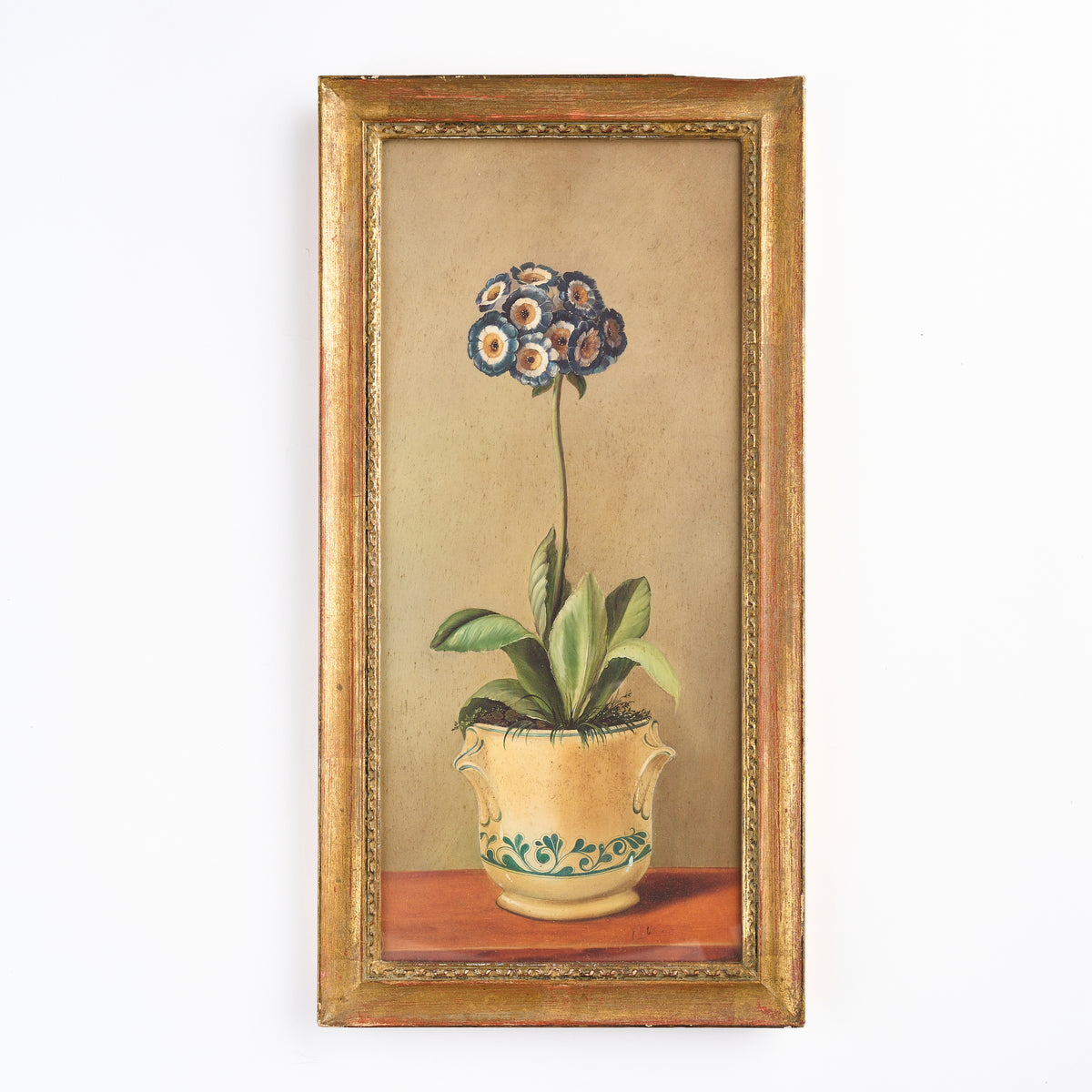 'Primula in a Pot' Botanical Print
