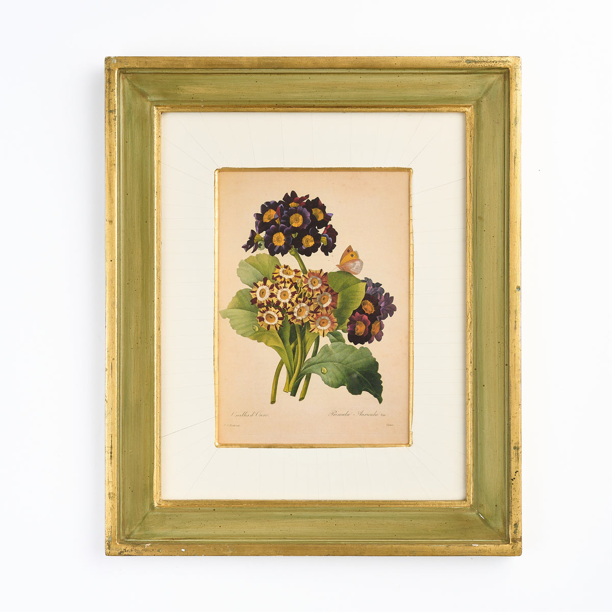 A Nineteenth Century Botanical Print of Primulas