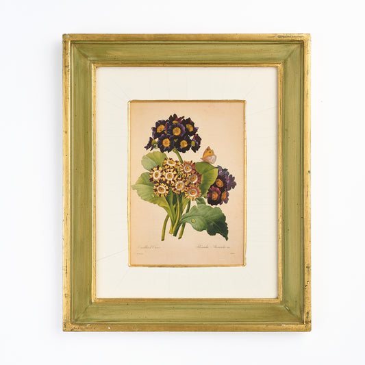A Nineteenth Century Botanical Print of Primulas